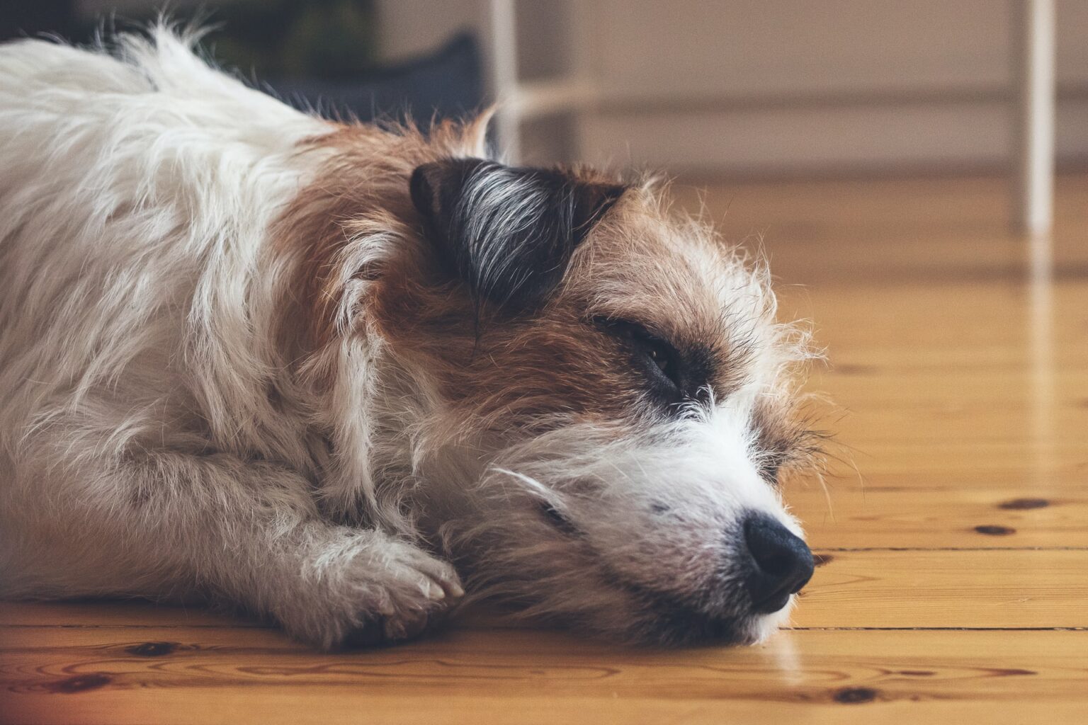 how-to-clean-dog-pee-off-hardwood-floors-thewoodweb