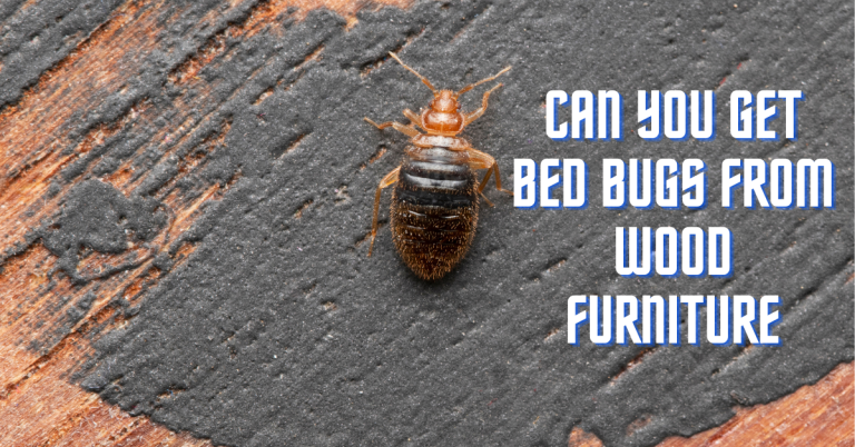 Can You Get Bed Bugs from Wood Furniture