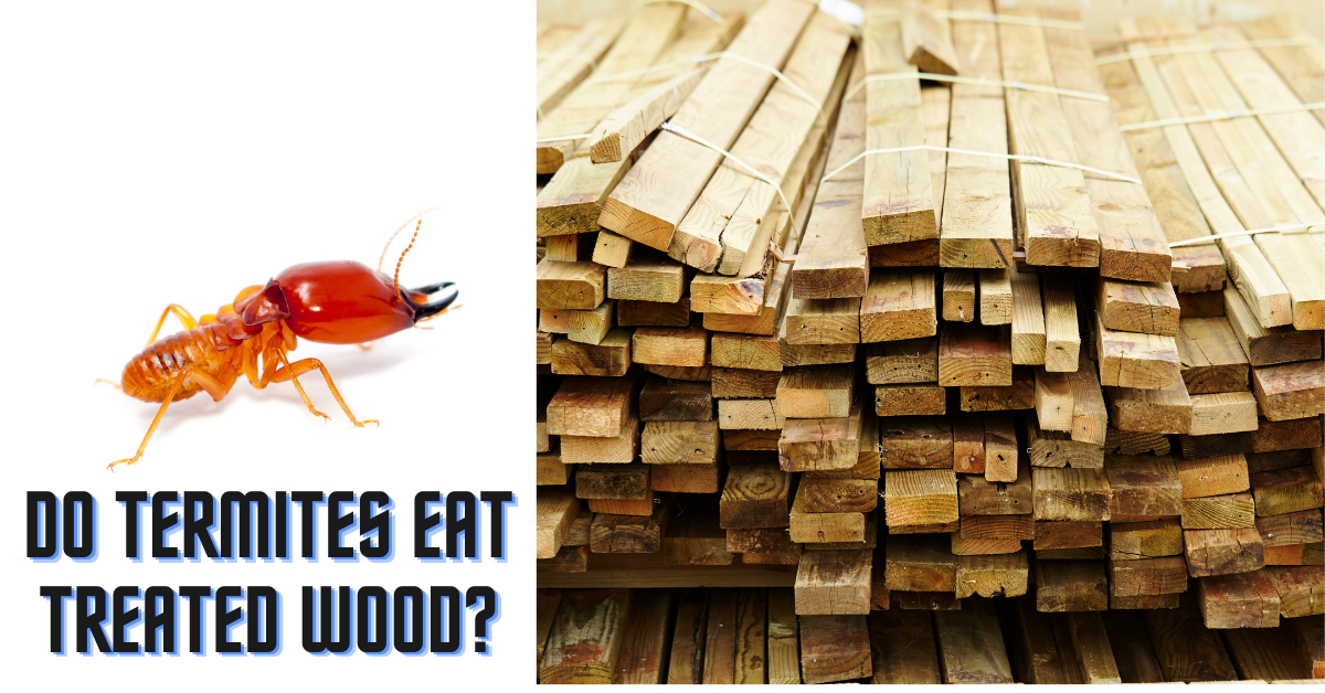 Do Termites Eat Treated Wood